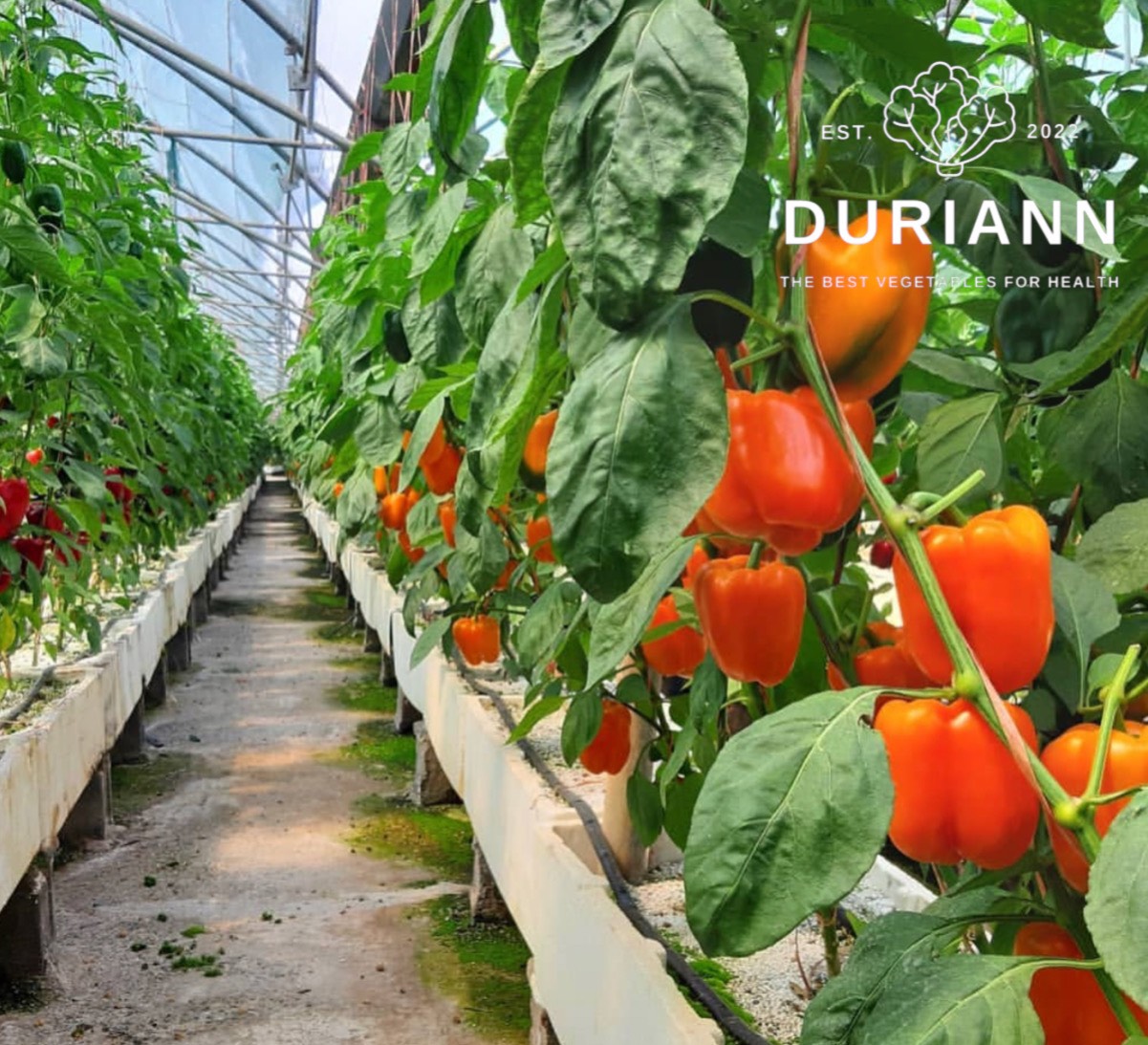 ỚT CHUÔNG ĐÀ LẠT TAM SẮC - DURIANN ORGANIC