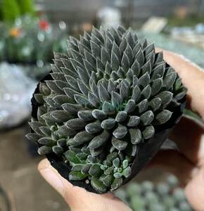 Sen đá nhím đen size bầu 5-8cm, xuất xứ tại đà lạt, đã thuần xứ nóng, dễ chăm sóc