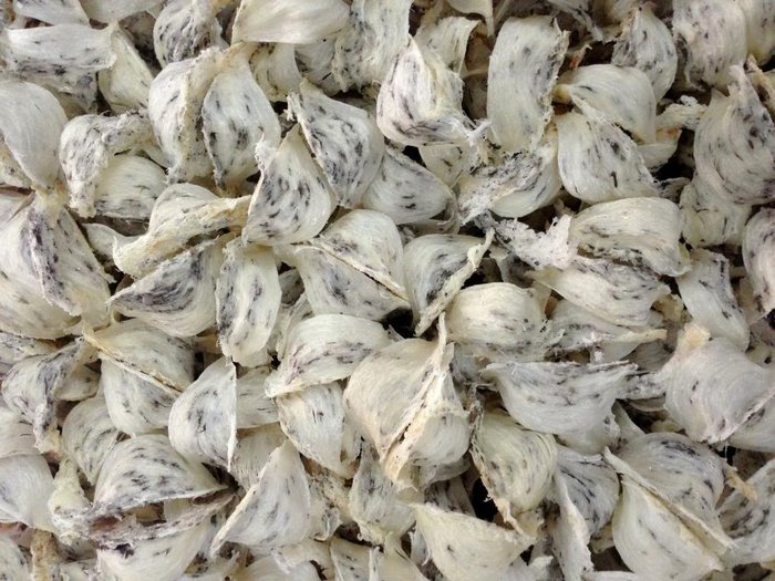 50g Yến Sào Thô Nguyên Tổ Còn Lông Nguyên Chất Hải Âu