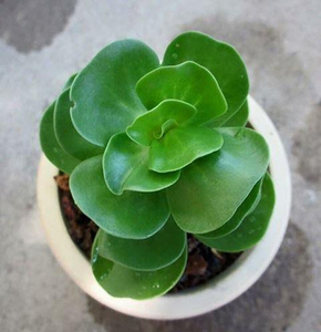 Sen đá lục bình full size, thuần mọi khí hậu, dễ chăm sóc, thích hợp làm quà tặng ý nghĩa