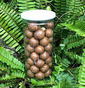 Hạt macca Đăk Lăk size trung 22-27