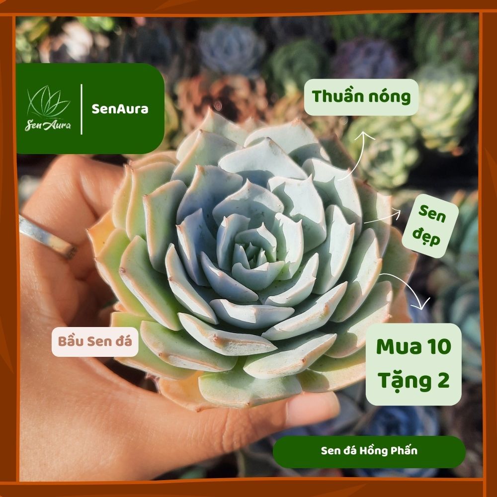 Sen Đá Hồng Phấn