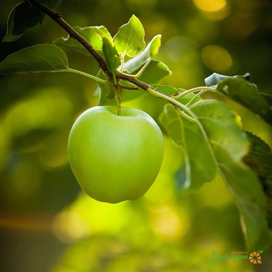 Táo Xanh mỹ nhập khẩu
