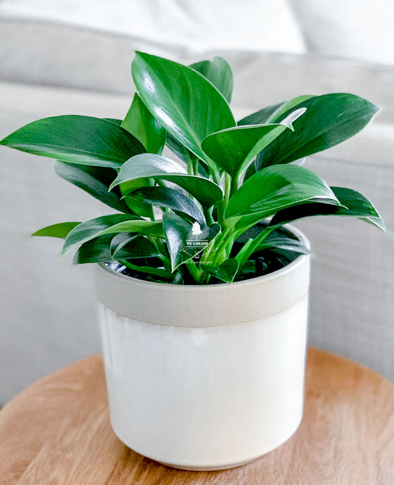 Trầu bà đế vương xanh