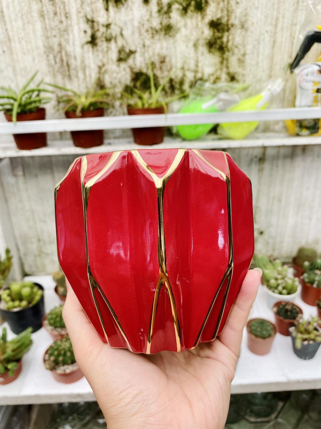 Chậu ruby