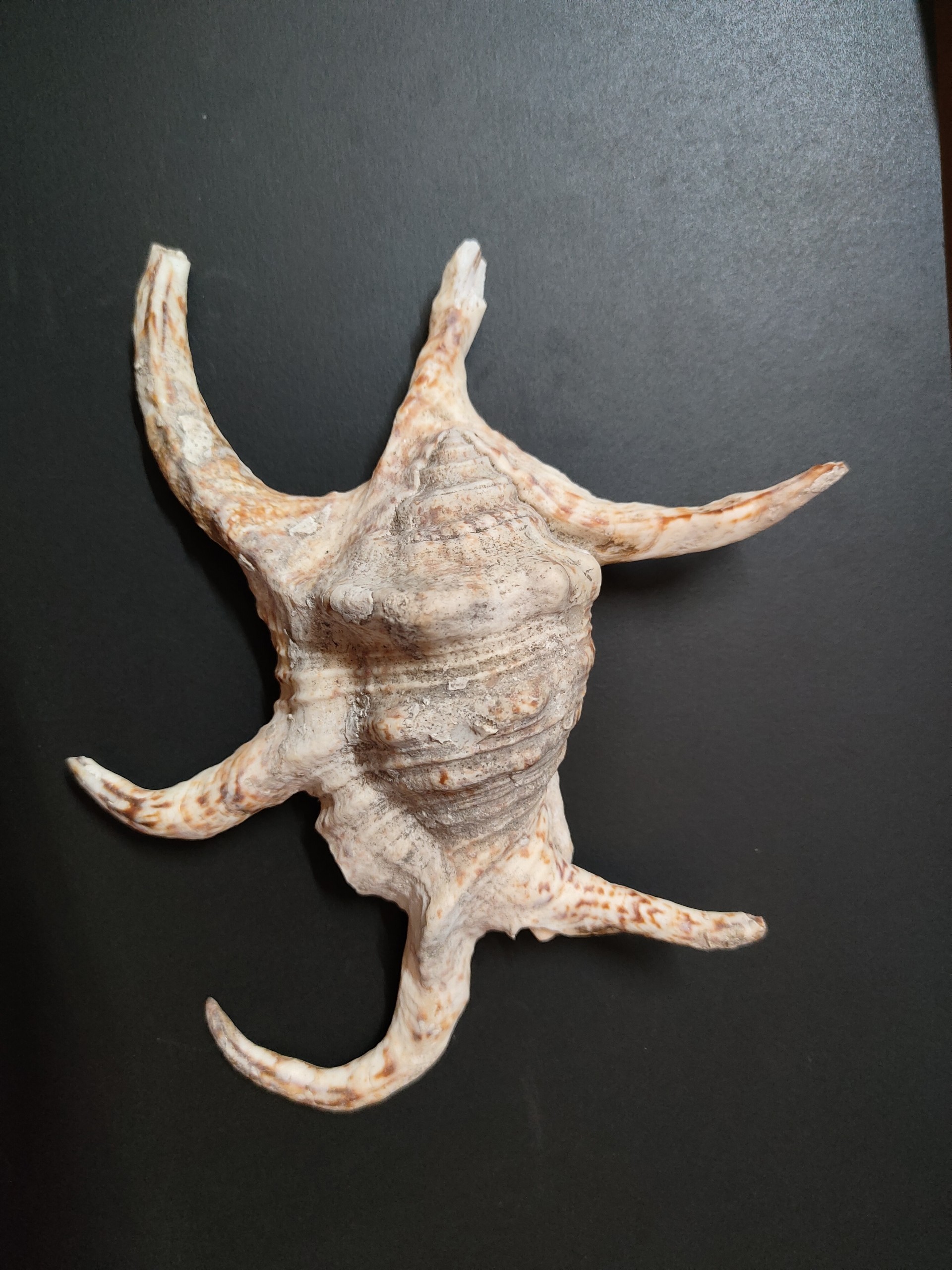 Vỏ ốc mượn hồn