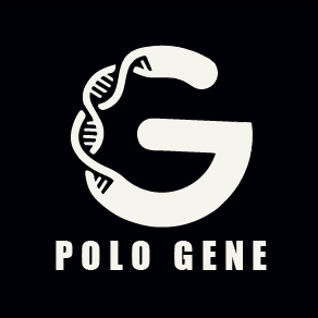 Pologene