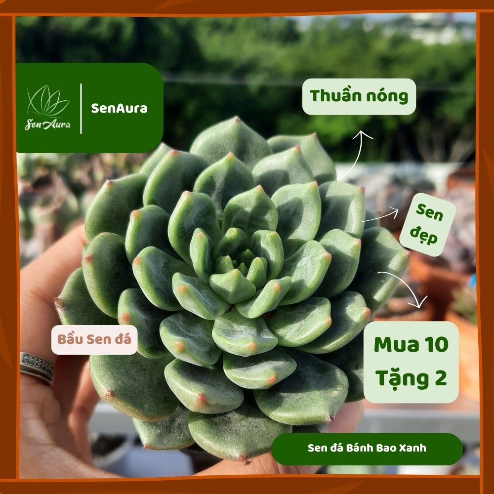 Sen Đá Hồng Đỏ