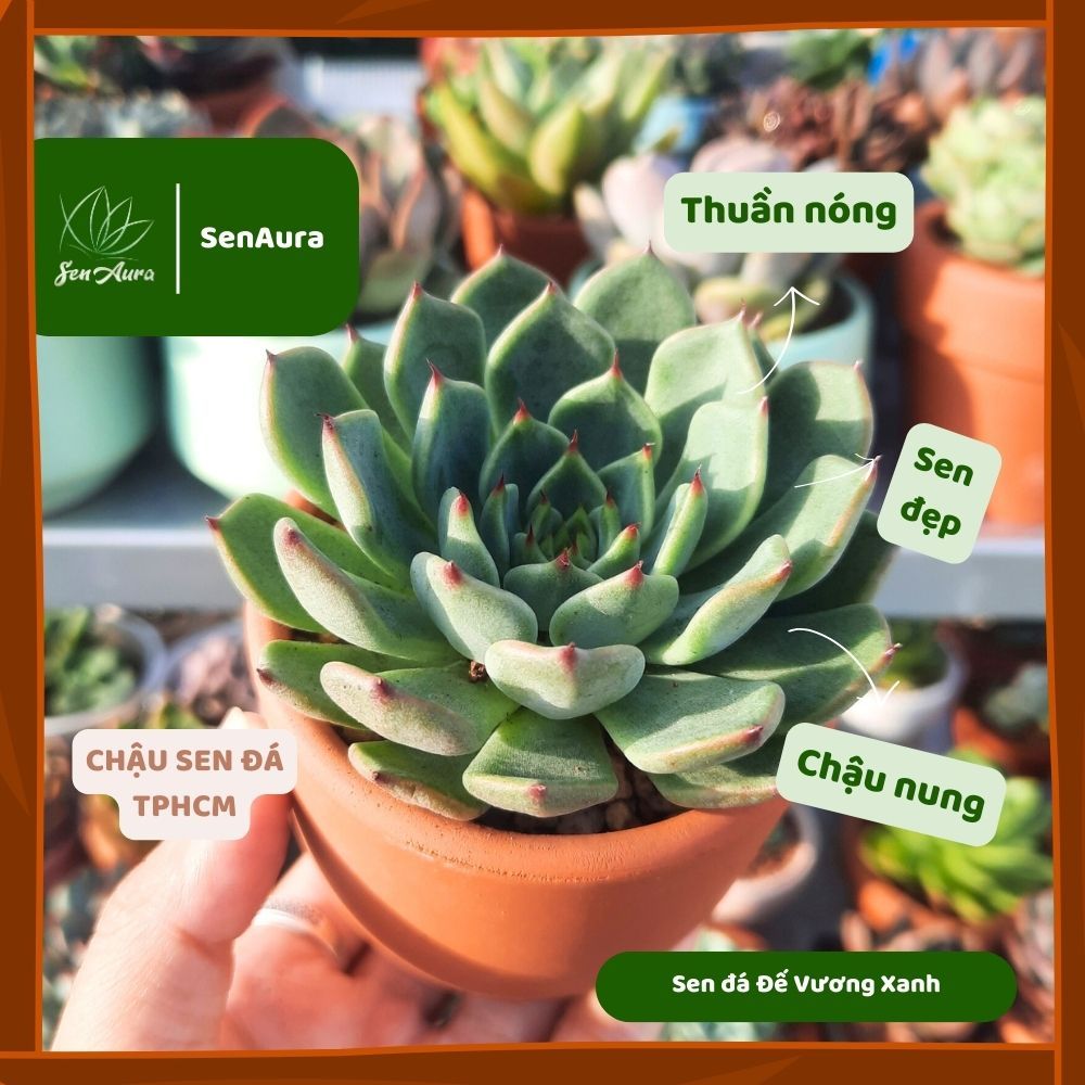 Sen Đá Đế Vương Xanh