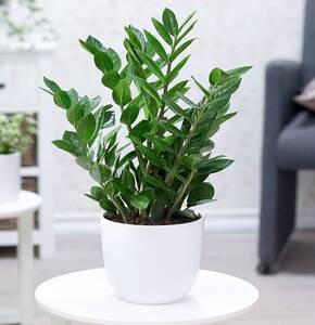 Cây Kim tiền để bàn, thu hút may mắn, thịnh vượng cho gia chủ