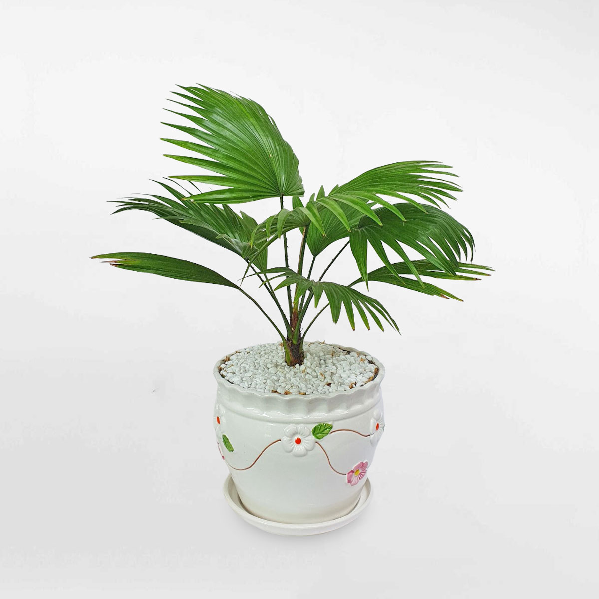 Cây cọ lá xẻ mini