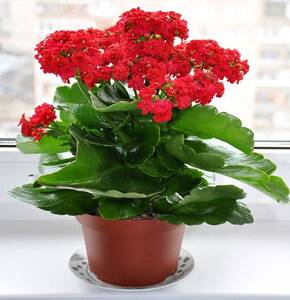 Hoa sống đời kép đỏ, để bàn trang trí phòng khách, phòng làm việc, sức sống lâu bền, có thể làm quà tặng ý nghĩa