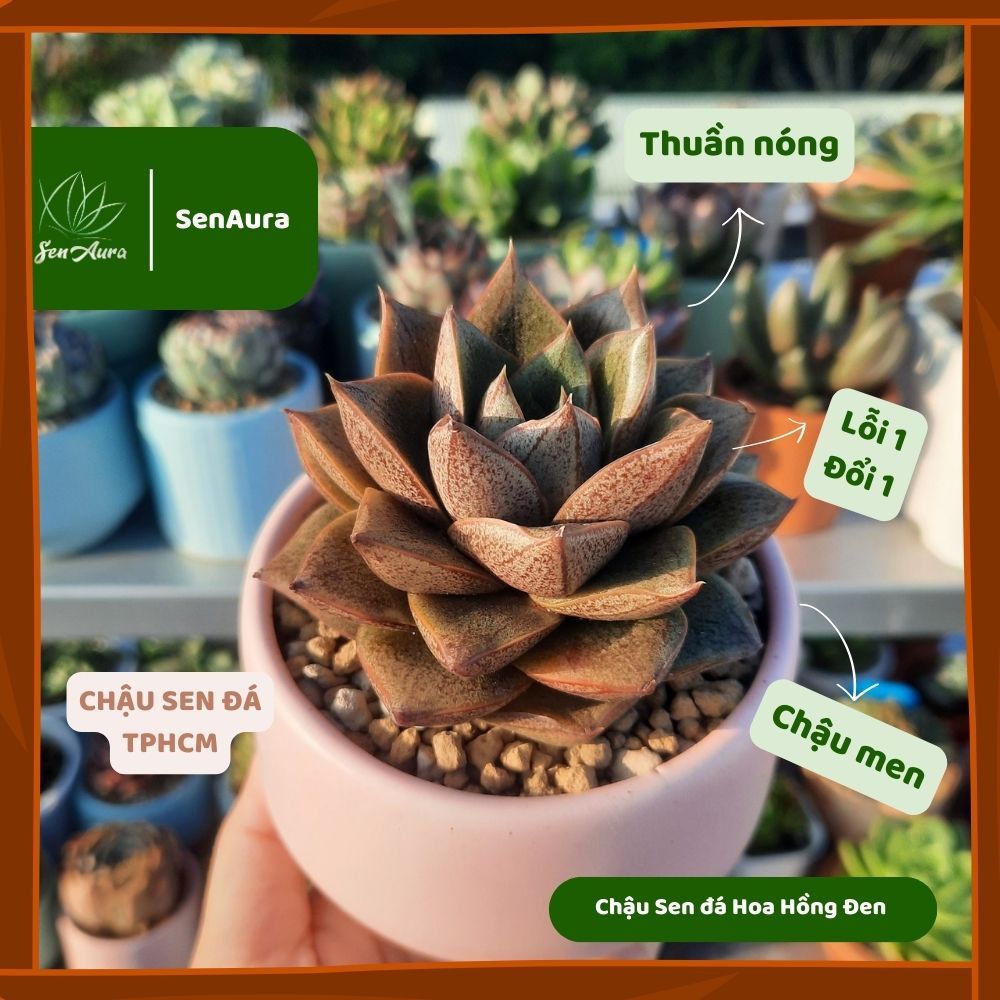 Sen Đá Hoa Hồng Đen