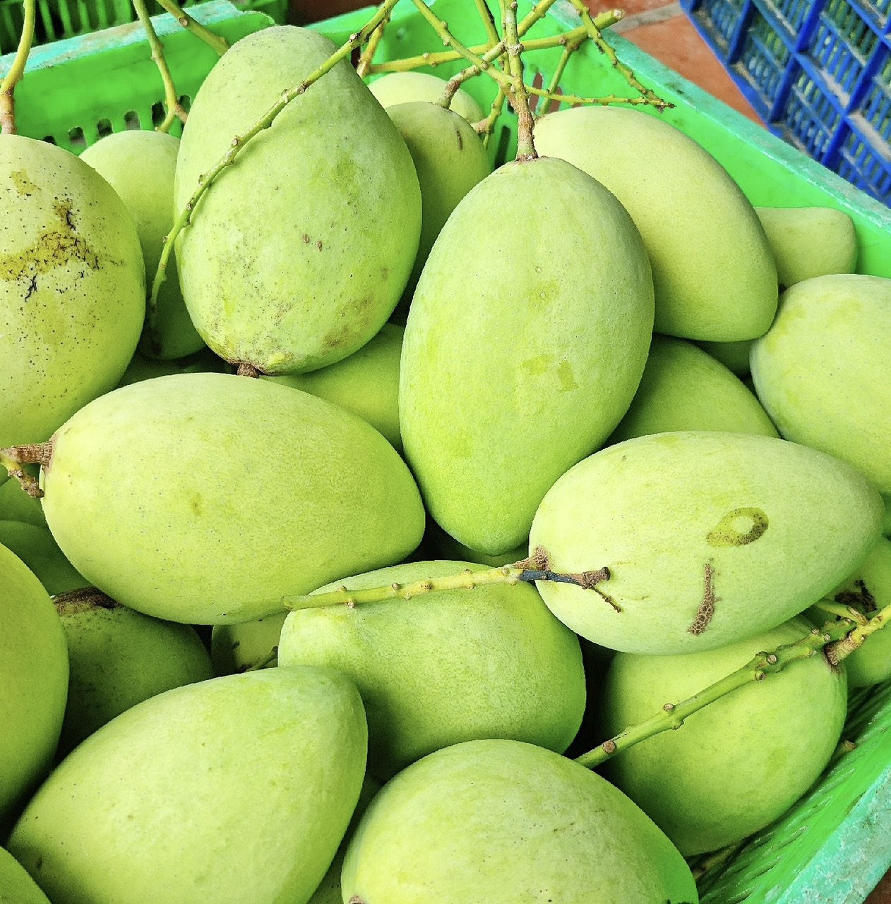 Xoài Keo kèm Mắm Ruốc Cần Thơ