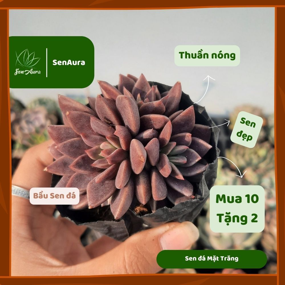 Sen Đá Mặt Trăng