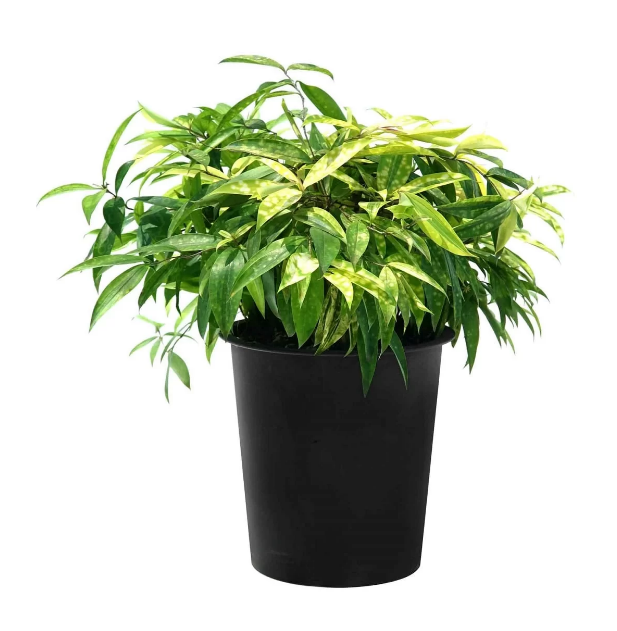 Cây Trúc Nhật Vàng