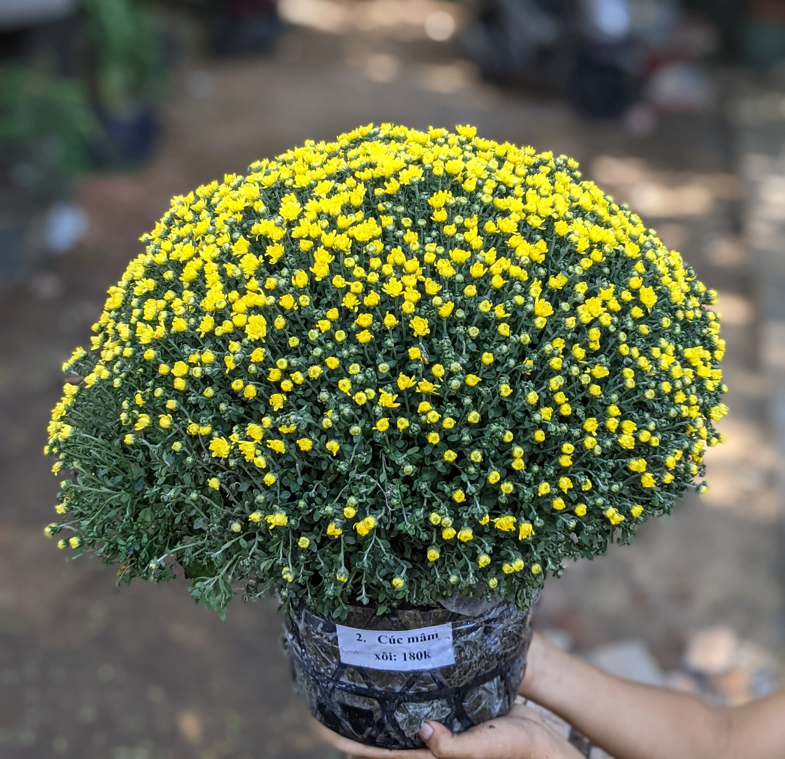 Bông Cúc Mâm Xôi