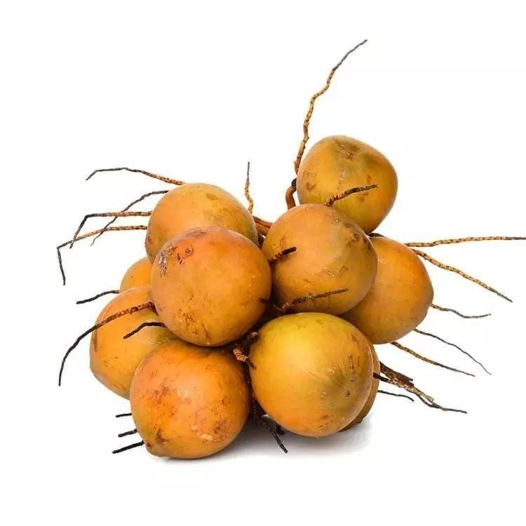 Dừa Xiêm Lùn Đồng Nai