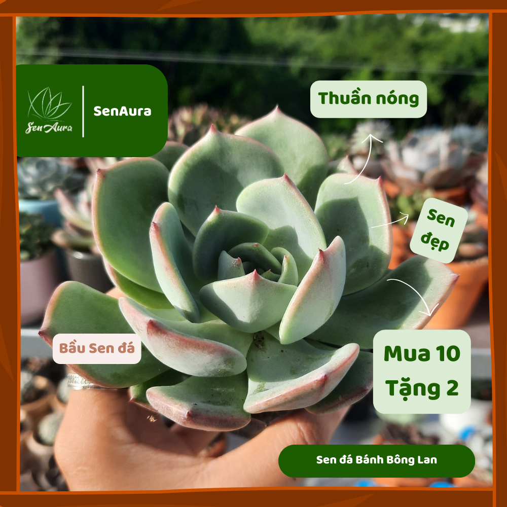 Sen đá bánh bông lan