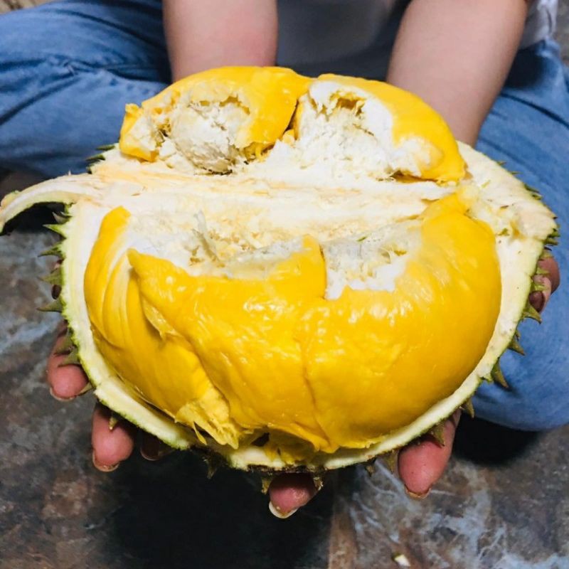 Sầu riêng óc khỉ