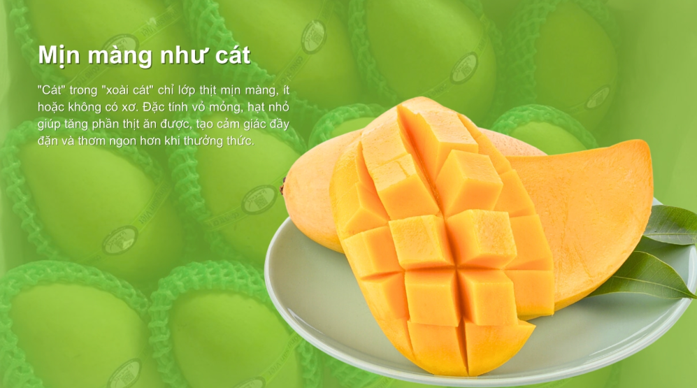 Xoài Cát Hòa Lộc chín cây – 2kg – Ngọt đậm, hàng tuyển chọn