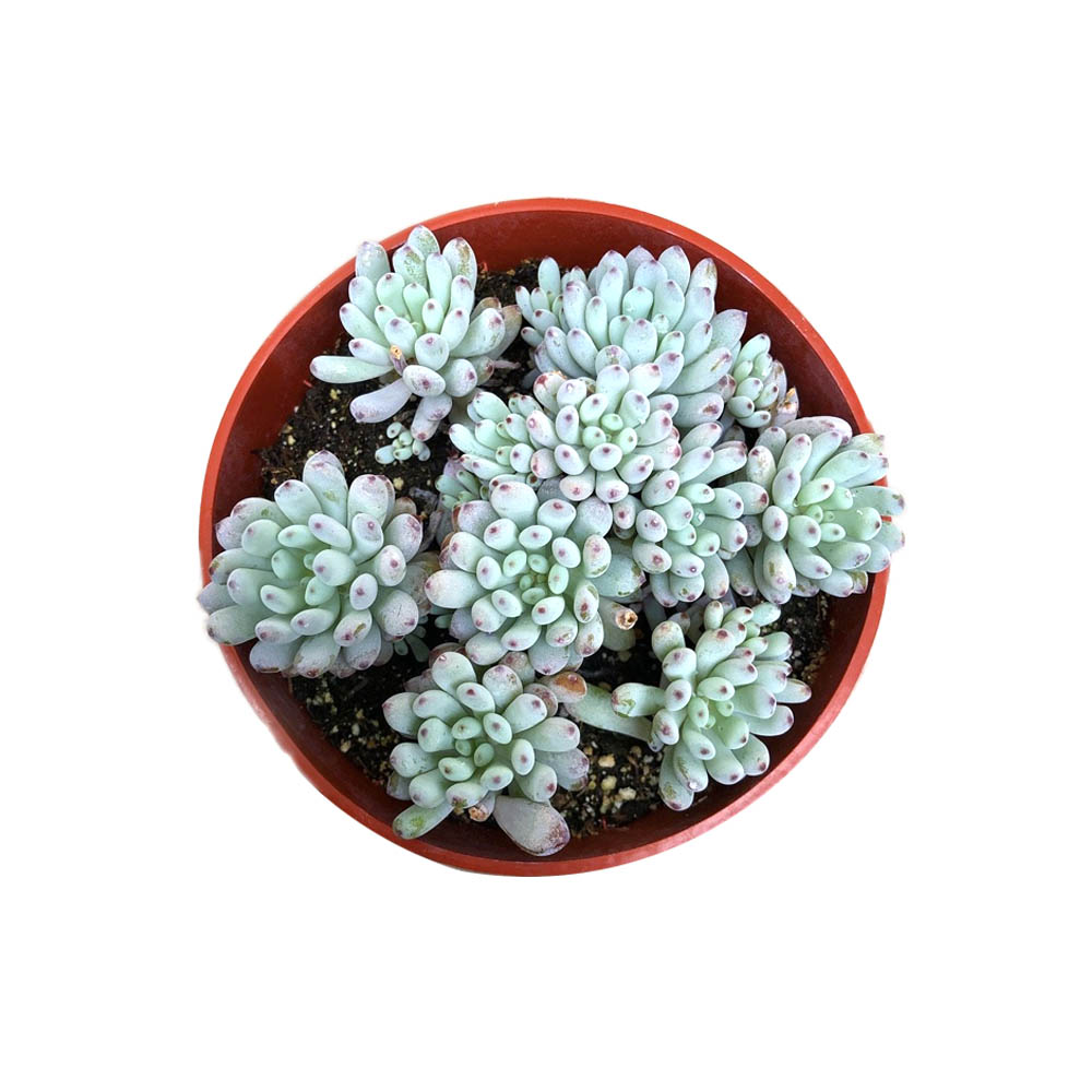 Sen đá trứng cá