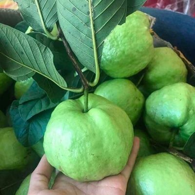 Ổi Nữ hoàng Việt Nam