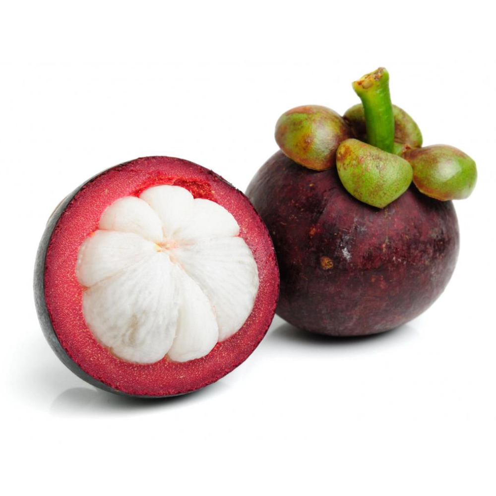 Măng cụt "nữ hoàng trái cây nhiệt đới" - Nông trại nhỏ