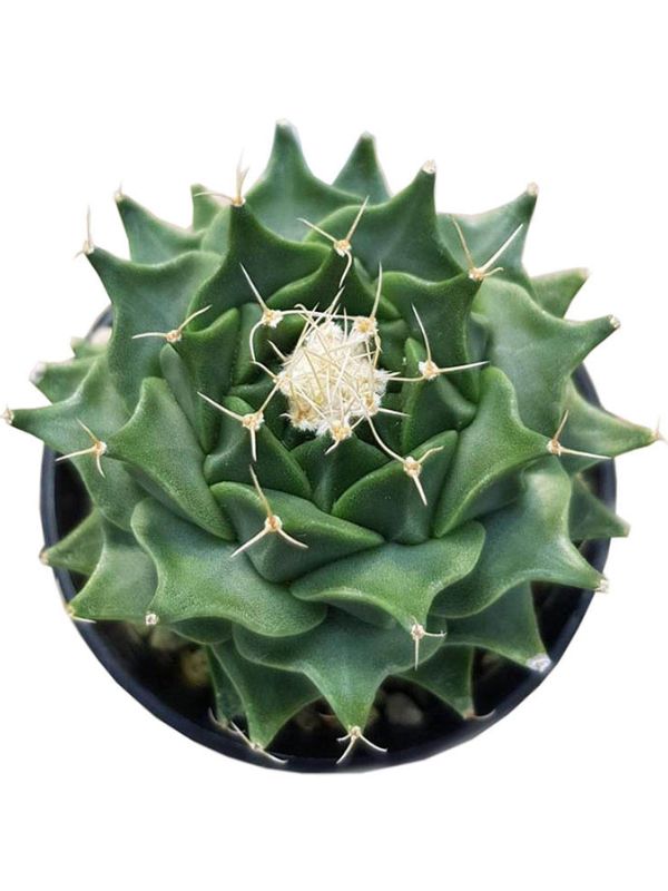 Xương rồng đài sen