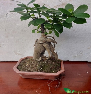 Cây Si Nhật, cây mini bosai để bàn cho văn phòng và nội thất