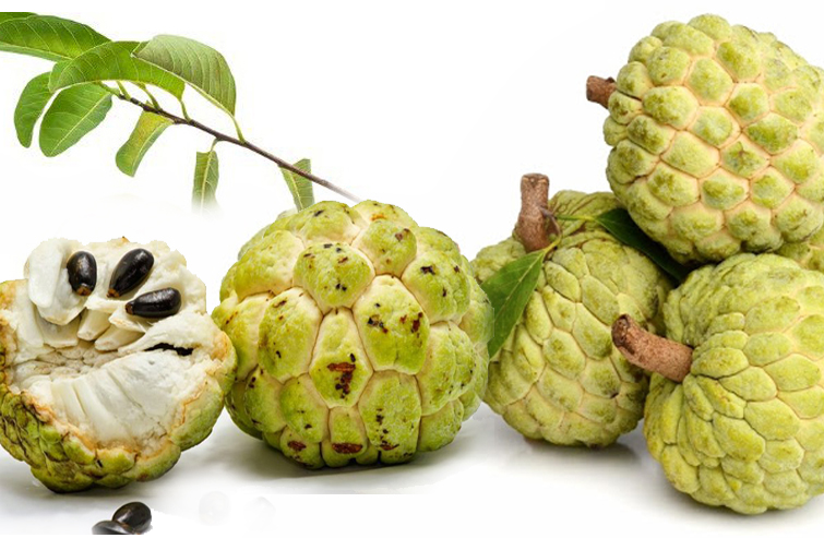 Quả Na Siêu Ngọt