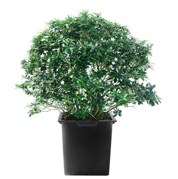 Cây Mai Vạn Phúc