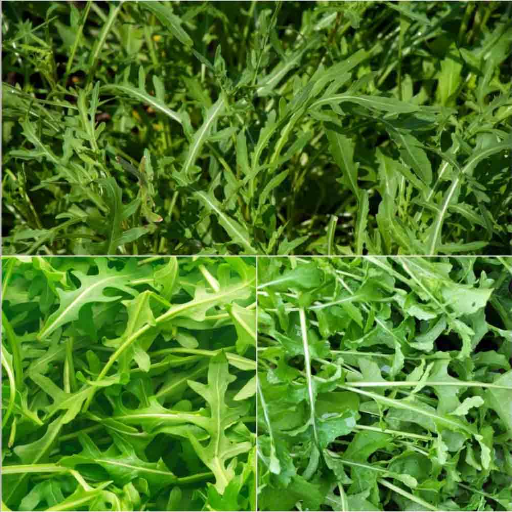 XÀ LÁCH ROCKET ĐÀ LẠT TƯƠI – RAU ARUGULA CHO SALAD, EAT CLEAN