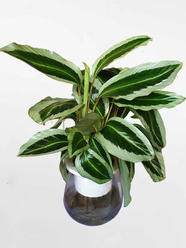 Cây Đuôi Công Xanh