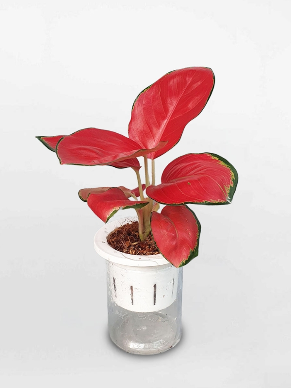 Cây Vạn Lộc Son