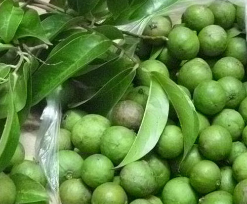 Trái Sấu Tươi Hà Nội