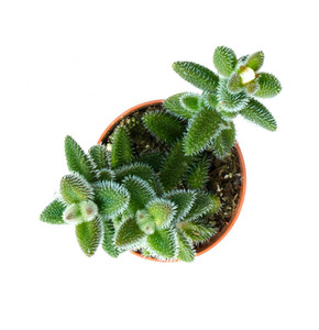 Sen đá mặt nạ lông size bầu 7-10cm, xuất xứ tại Đà Lạt, đã thuần xứ nóng, dễ chăm sóc, Tặng chậu xinh xắn khi mua 2 cây