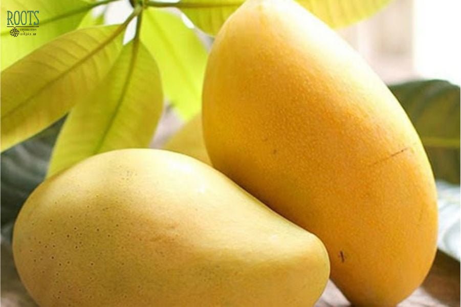 Xoài Cát Hòa Lộc Ngọt Thanh - nông trại nhỏ