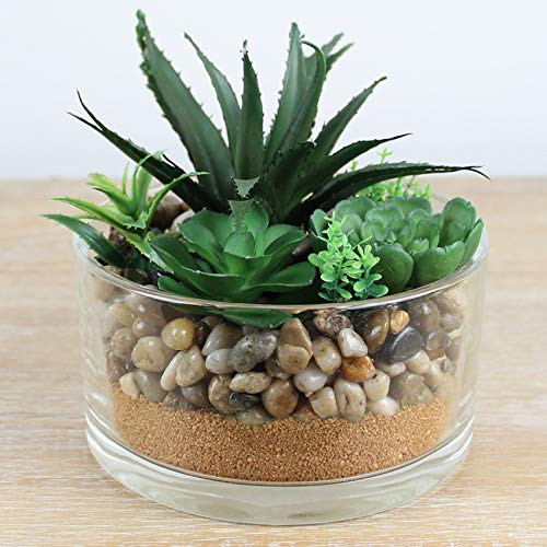 Chậu thuỷ tinh thấp