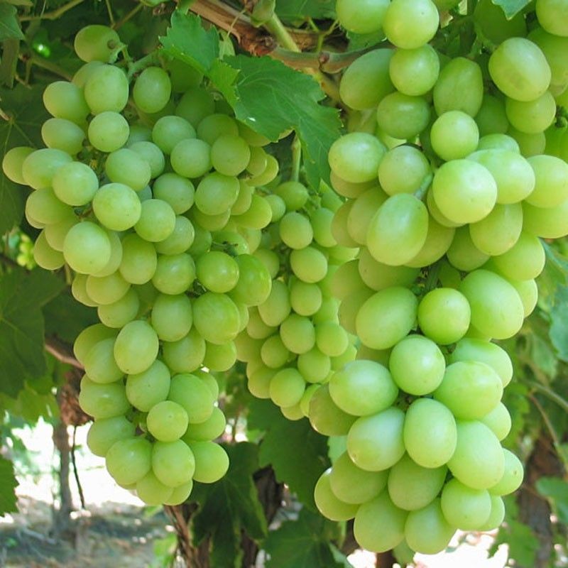 Nho xanh Autumn