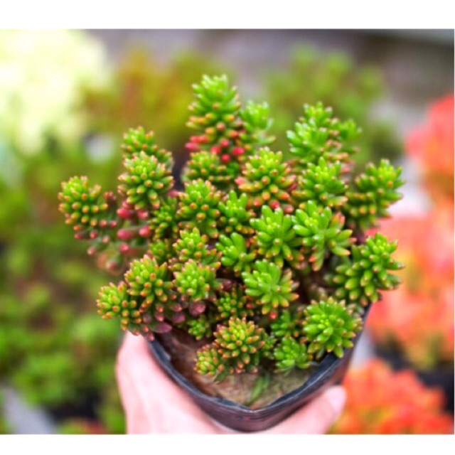 Sen đá thạch ngọc