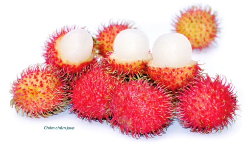 Chôm chôm Tân Phong