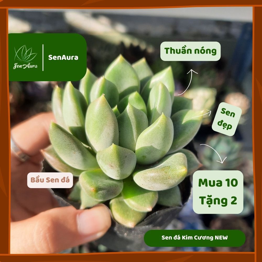 Sen Đá Kim Cương