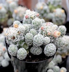 Cây sương rồng tuyết size 5-7cm, thuần mọi khí hậu, dễ chăm sóc, Lỗi 1 đổi 1