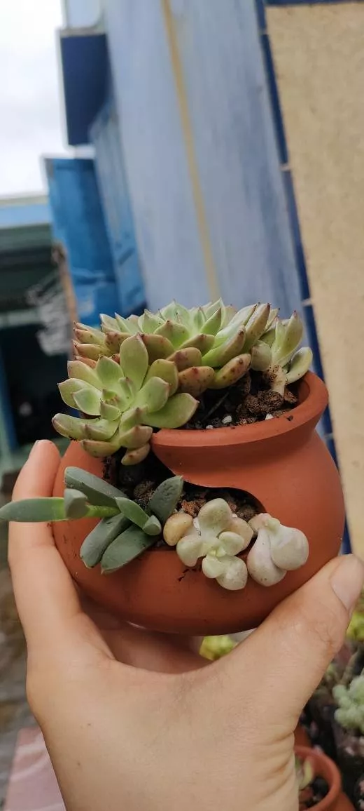 Chậu gốm lu xẻ