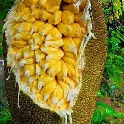 Mít Tố Nữ