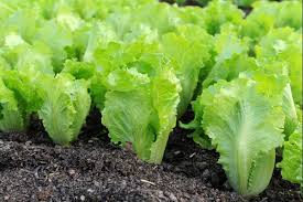 Rau xà lách