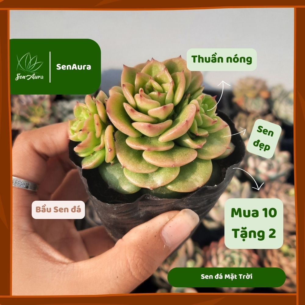 Sen Đá Mặt Trời