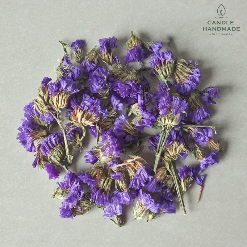 Nụ Hoa Oải Hương