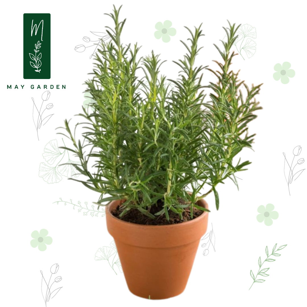 Cây Hương Thảo Để Bàn Làm Việc Có Mùi Thơm Nhẹ Nhàng